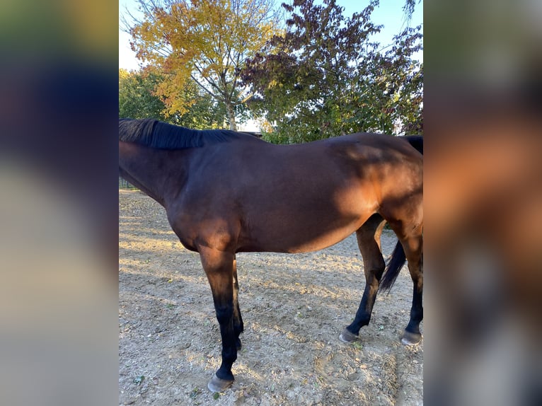 Furioso Mare 13 years 16 hh Brown in Oberding