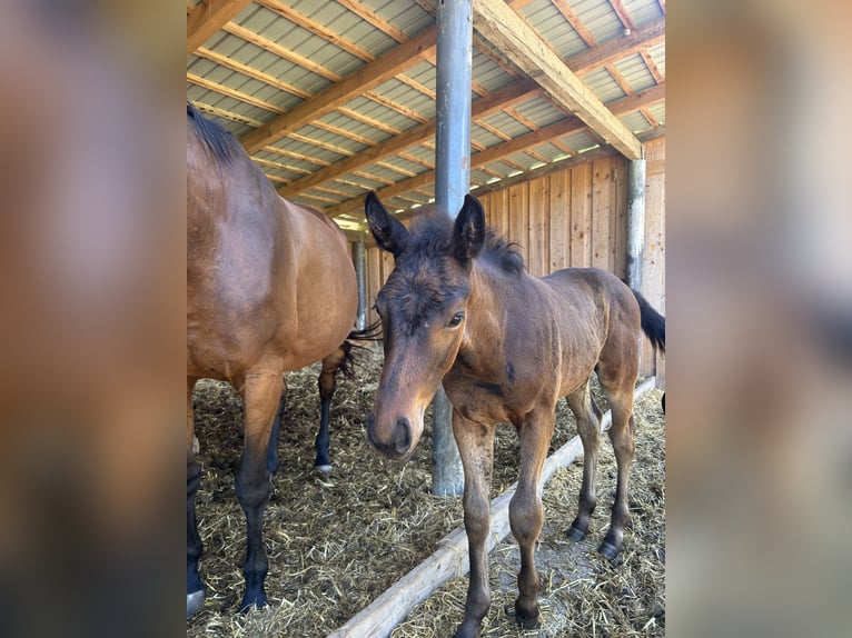 Furioso Mare 13 years 16 hh Brown in Oberding
