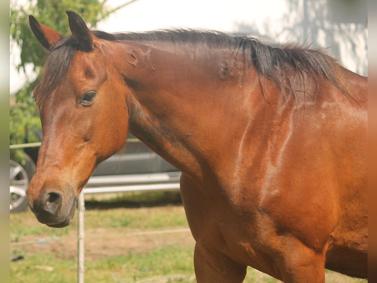 Furioso Mare 21 years 16,1 hh in Medina