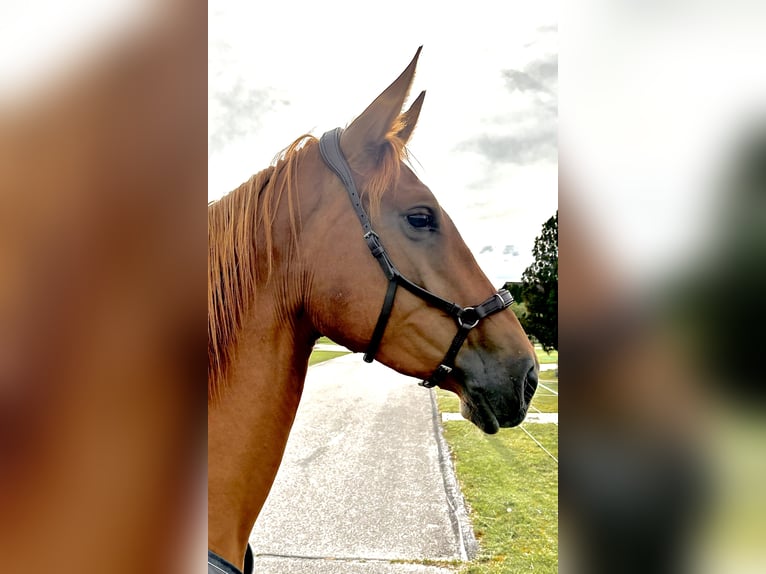 Furioso Mare 5 years 15,2 hh Chestnut-Red in Albaching