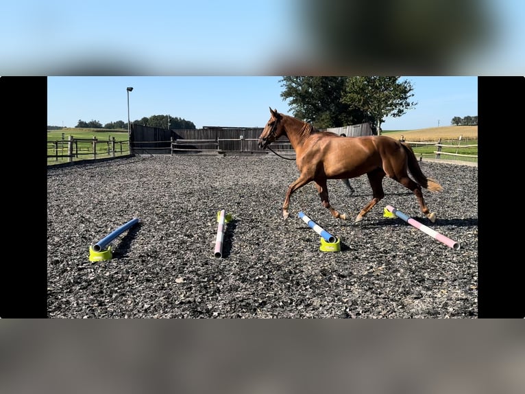 Furioso Mare 5 years 15,2 hh Chestnut-Red in Albaching