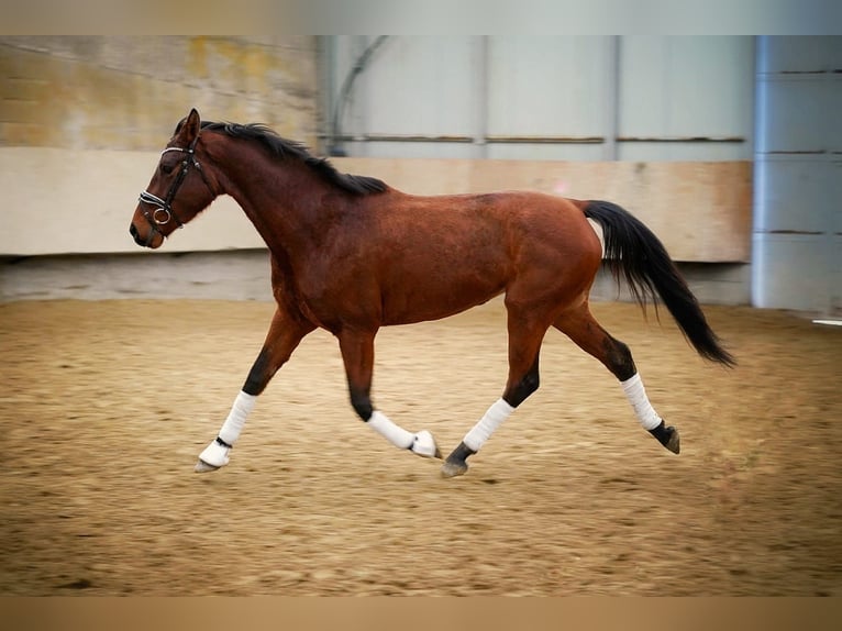 Furioso Mare 5 years 16,1 hh Brown in Plavecke Podhradie