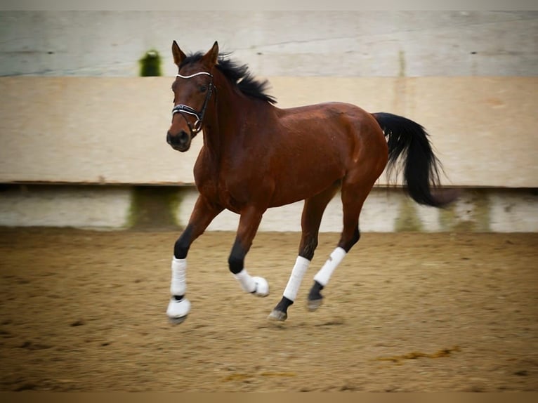 Furioso Mare 5 years 16,1 hh Brown in Plavecke Podhradie