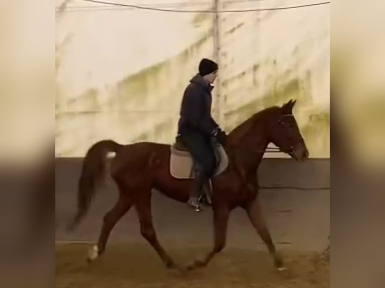 Furioso Mare 6 years 16,1 hh Chestnut in Berlin