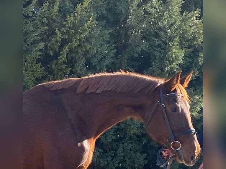 Furioso Mare 6 years 16,1 hh Chestnut in Berlin