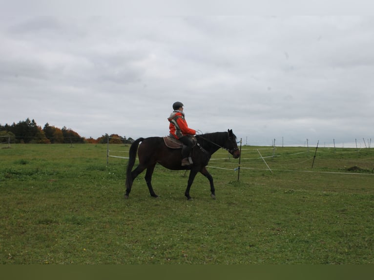 Furioso Mare 9 years 15,1 hh Brown in Stetten am kalten Markt