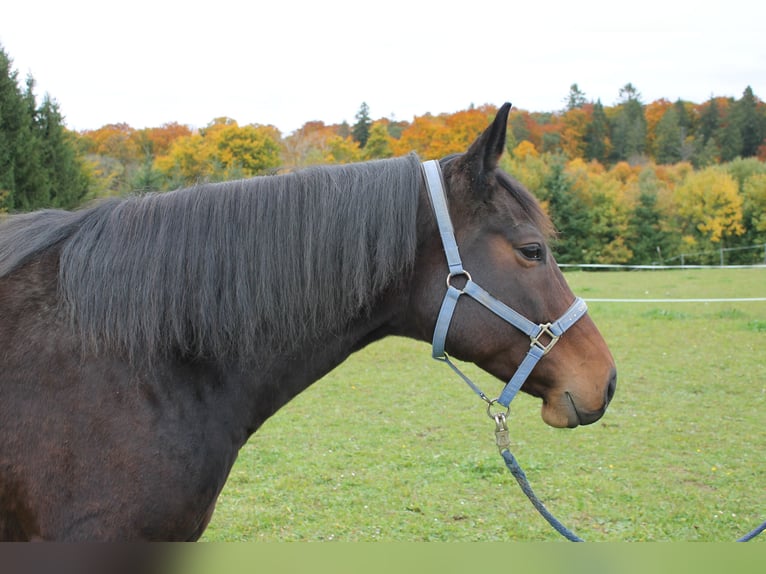 Furioso Merrie 10 Jaar 156 cm Bruin in Stetten am kalten Markt