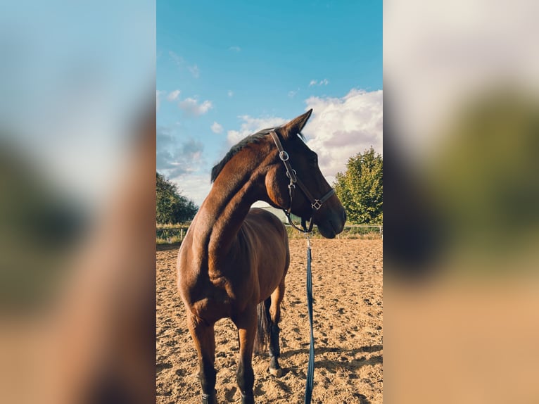 Furioso Merrie 13 Jaar 163 cm Bruin in Oberding