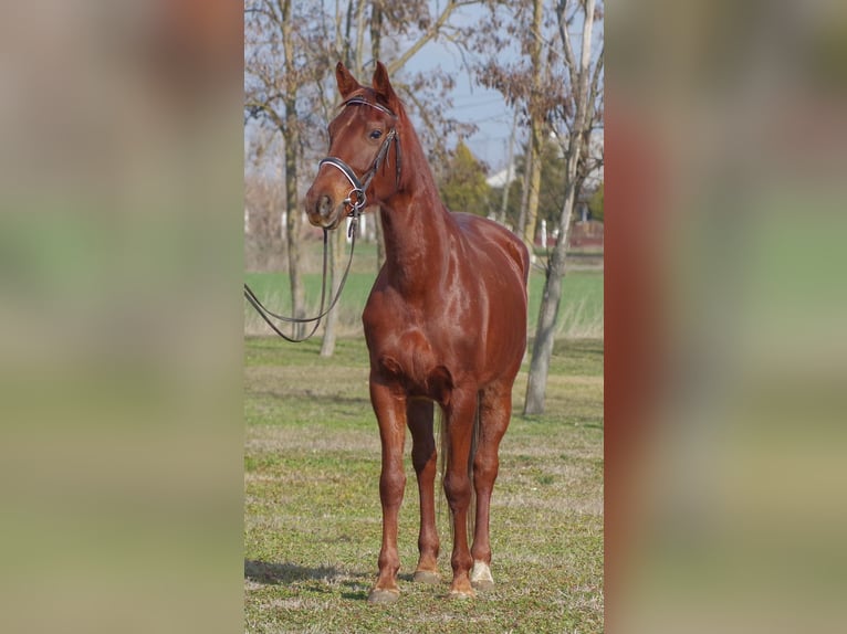 Furioso Merrie 6 Jaar 167 cm Donkere-vos in Berlin