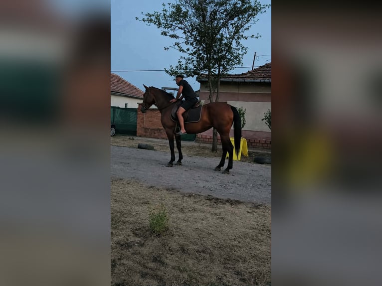 Furioso Merrie 8 Jaar 168 cm Bruin in Gádoros