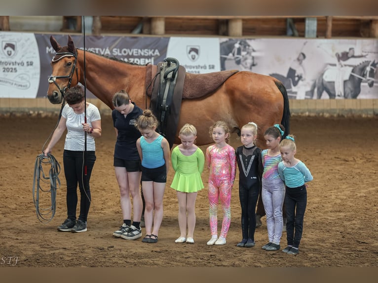Furioso Ruin 13 Jaar 170 cm Roodbruin in Košice