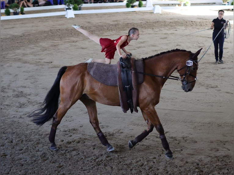 Furioso Ruin 13 Jaar 170 cm Roodbruin in Košice