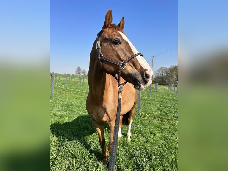 Furioso Ruin 17 Jaar 164 cm Bruin in Grojec