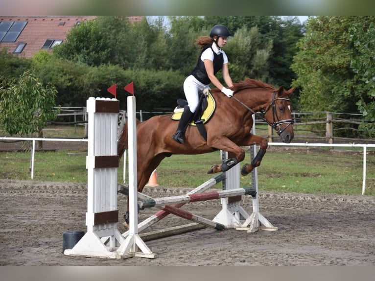 Furioso Ruin 17 Jaar 165 cm Vos in Csengeesima