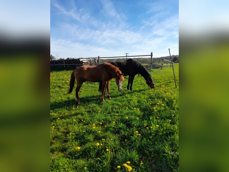 Furioso Ruin 4 Jaar 155 cm Bruin in Bad Saulgau