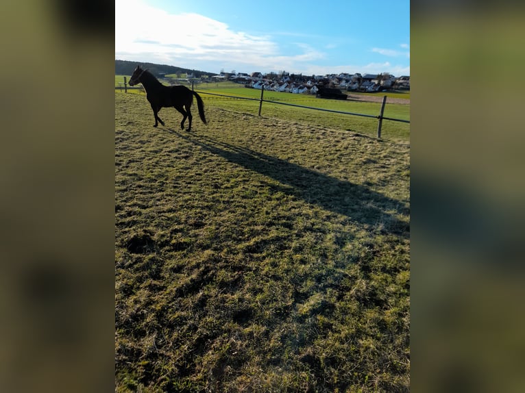 Furioso Ruin 4 Jaar 155 cm Bruin in Bad Saulgau