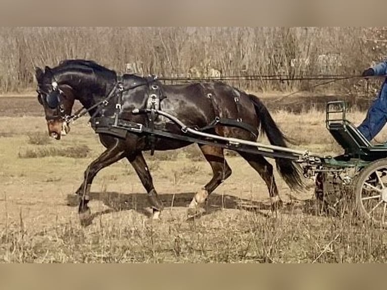 Furioso Ruin 7 Jaar 163 cm Bruin in Jászberény