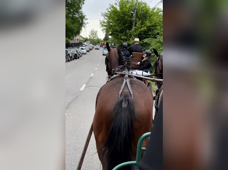 Furioso Ruin 7 Jaar 163 cm Bruin in Jászberény