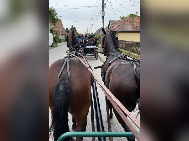 Furioso Ruin 7 Jaar 163 cm Bruin in Jászberény