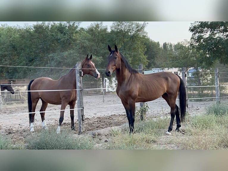 Furioso Ruin 7 Jaar 166 cm Bruin in B&#xE1;csalm&#xE1;s