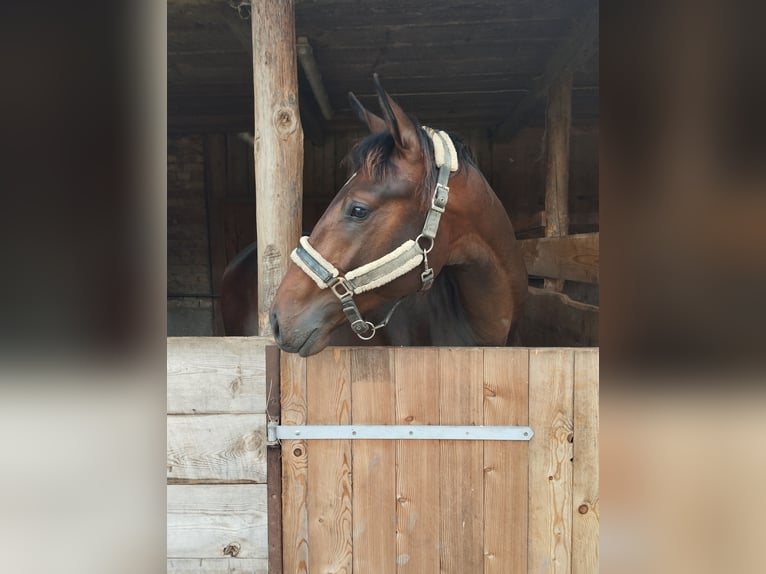 Furioso Stallion 2 years 17 hh Brown in Tettnang