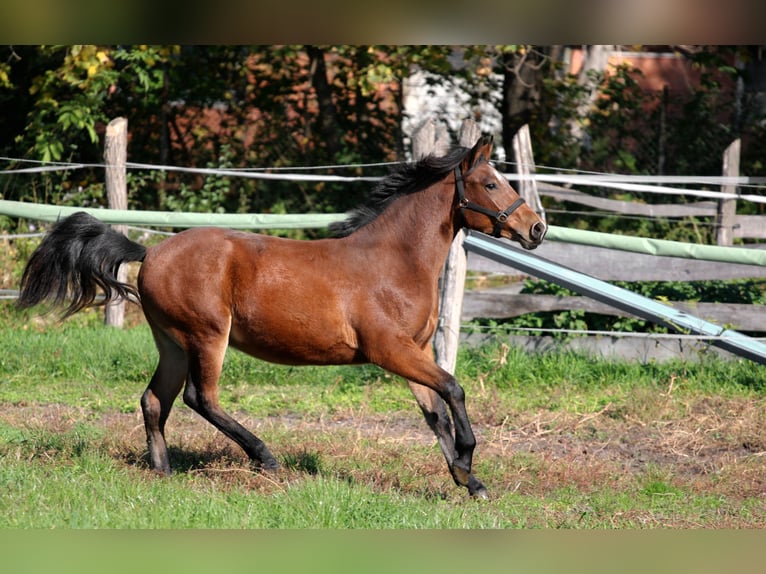 Furioso Mix Stallone 1 Anno 128 cm Baio ciliegia in Győr