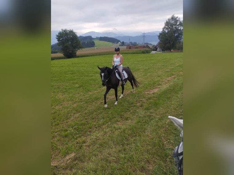 Furioso Stute 11 Jahre 160 cm Rappe in Kobenz Furioso Stute 11 Jahre 160 cm Rappe in Kobenz