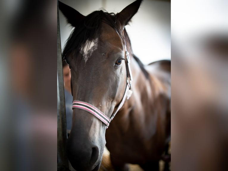 Furioso Stute 12 Jahre 163 cm Dunkelbrauner in Zillingdorf