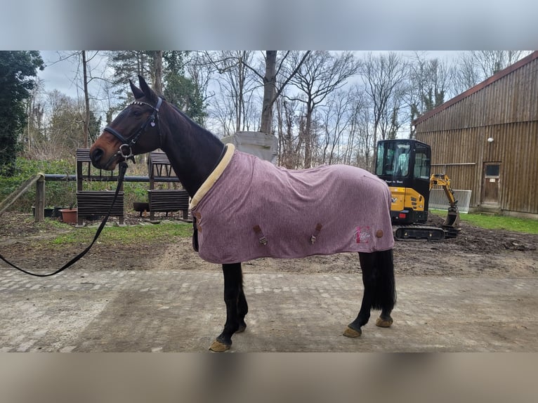 Furioso Stute 16 Jahre 160 cm Brauner in Neeken, Dessau-Ro&#xDF;lau
