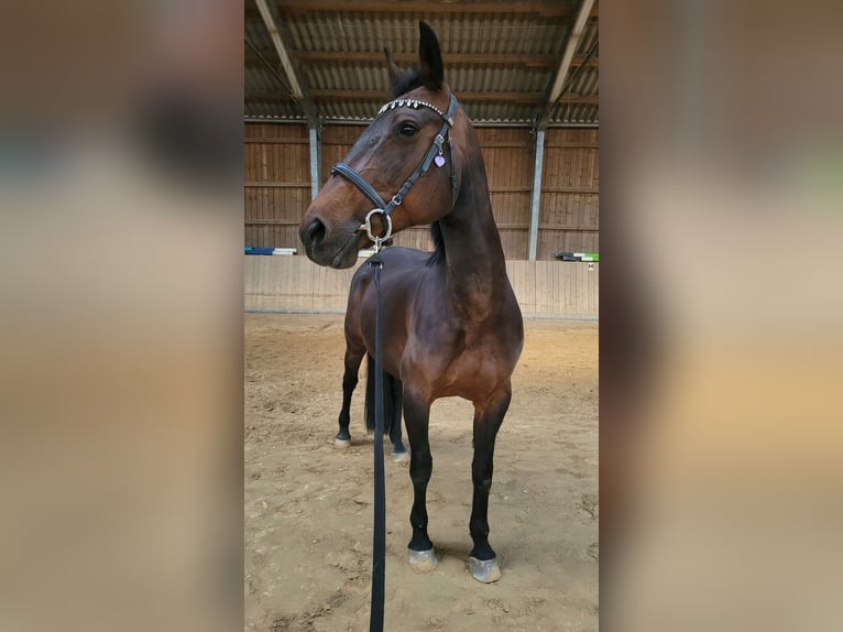 Furioso Stute 16 Jahre 160 cm Brauner in Neeken, Dessau-Ro&#xDF;lau
