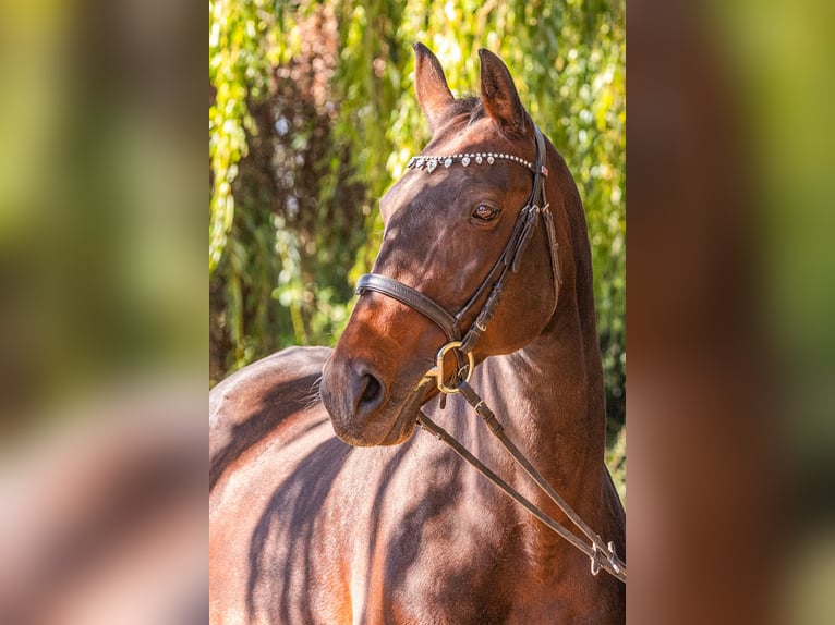 Furioso Stute 16 Jahre 160 cm Brauner in Neeken, Dessau-Ro&#xDF;lau