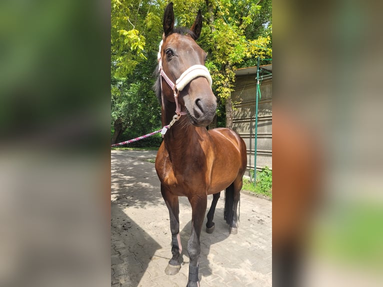 Furioso Stute 16 Jahre 160 cm Brauner in Neeken, Dessau-Ro&#xDF;lau