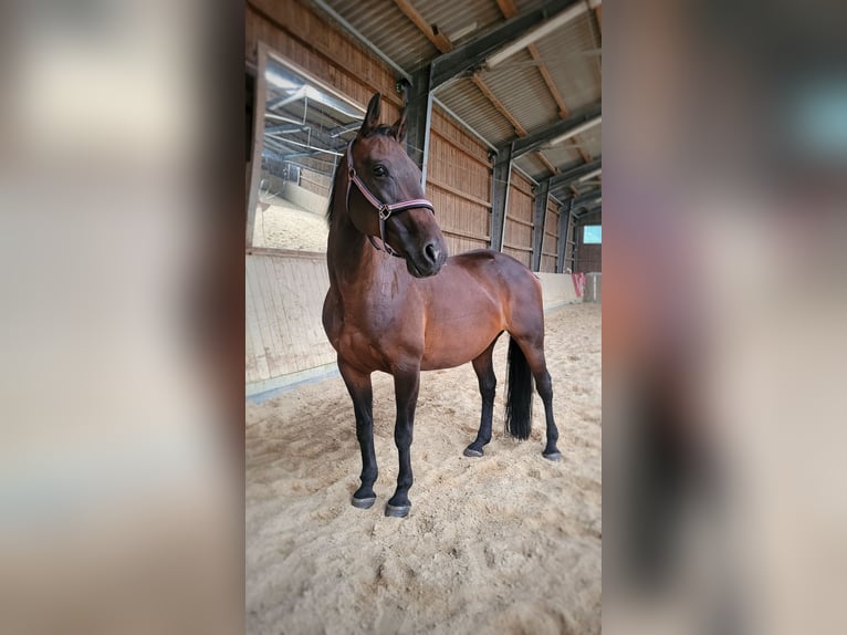 Furioso Stute 16 Jahre 160 cm Brauner in Neeken, Dessau-Ro&#xDF;lau