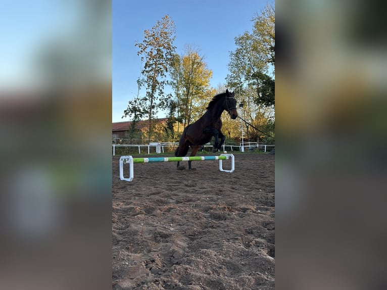 Furioso Stute 16 Jahre 160 cm Brauner in Neeken, Dessau-Ro&#xDF;lau