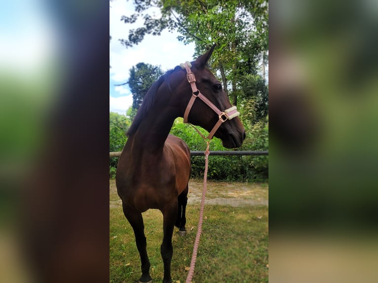 Furioso Stute 16 Jahre 160 cm Brauner in Neeken, Dessau-Ro&#xDF;lau