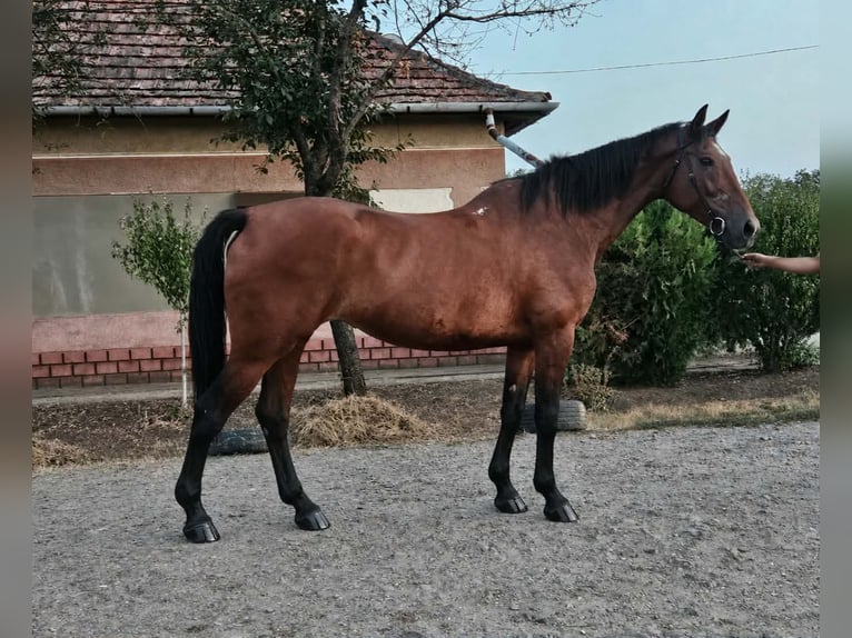 Furioso Stute 8 Jahre 168 cm Brauner in Gádoros