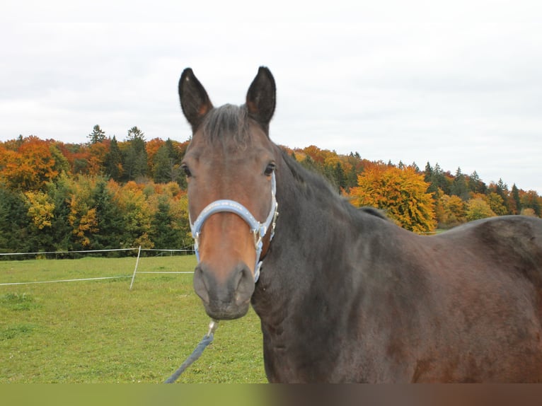 Furioso Stute 9 Jahre 156 cm Brauner in Stetten am kalten Markt