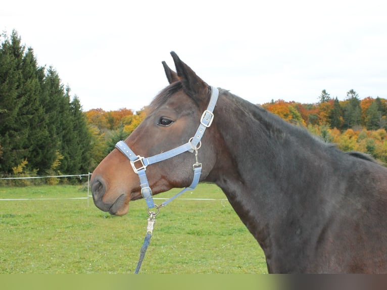Furioso Stute 9 Jahre 156 cm Brauner in Stetten am kalten Markt