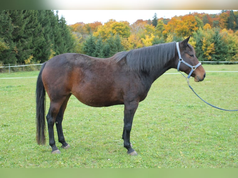 Furioso Stute 9 Jahre 156 cm Brauner in Stetten am kalten Markt