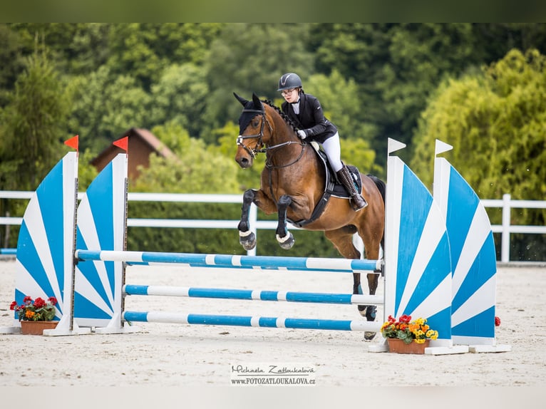 Furioso Stute 9 Jahre 167 cm Dunkelbrauner in Kroměříž