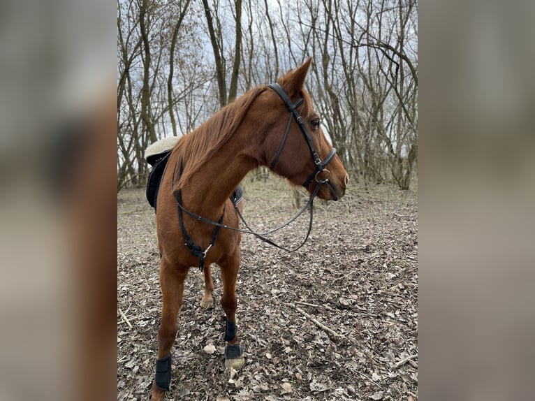 Furioso Wałach 17 lat 165 cm Kasztanowata in Csengeesima
