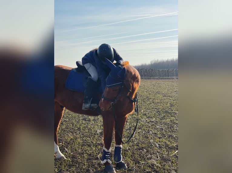 Furioso Wałach 17 lat 165 cm Kasztanowata in Csengeesima