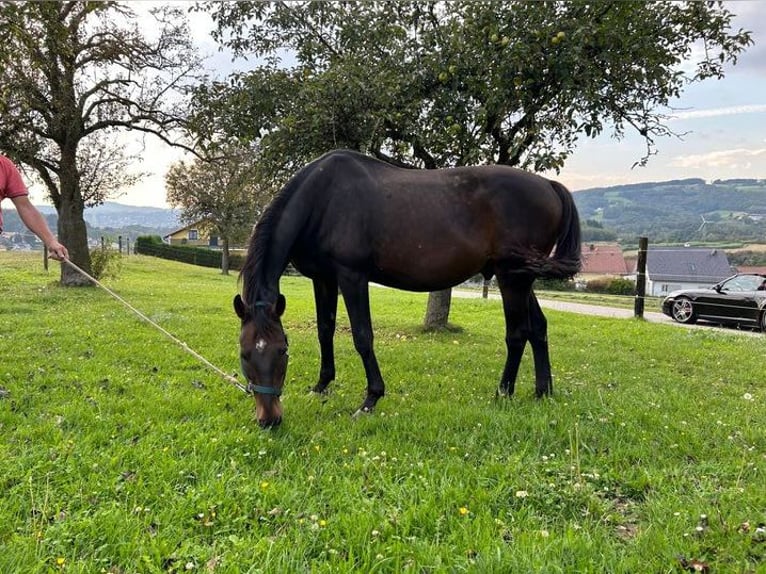 Furioso Wałach 18 lat 172 cm Gniada in Gutau