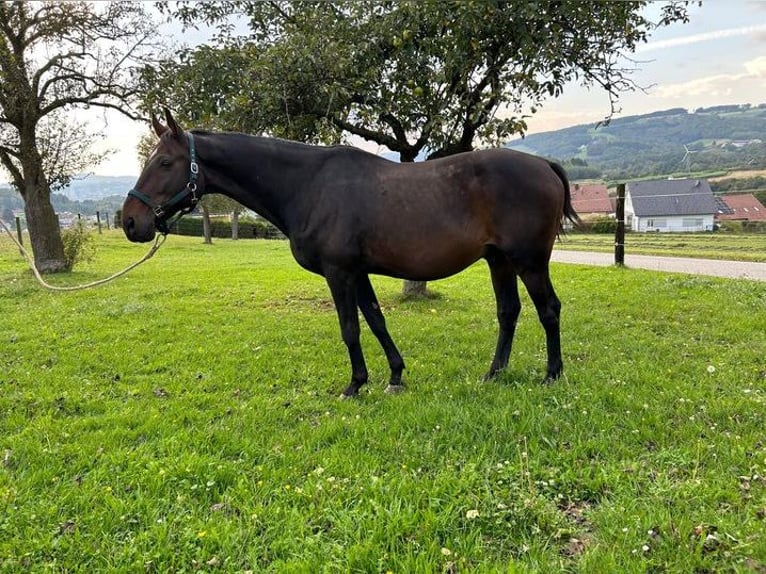 Furioso Wałach 18 lat 172 cm Gniada in Gutau