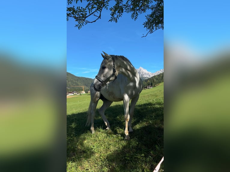 Furioso Wałach 6 lat 160 cm Siwa in Filzmoos