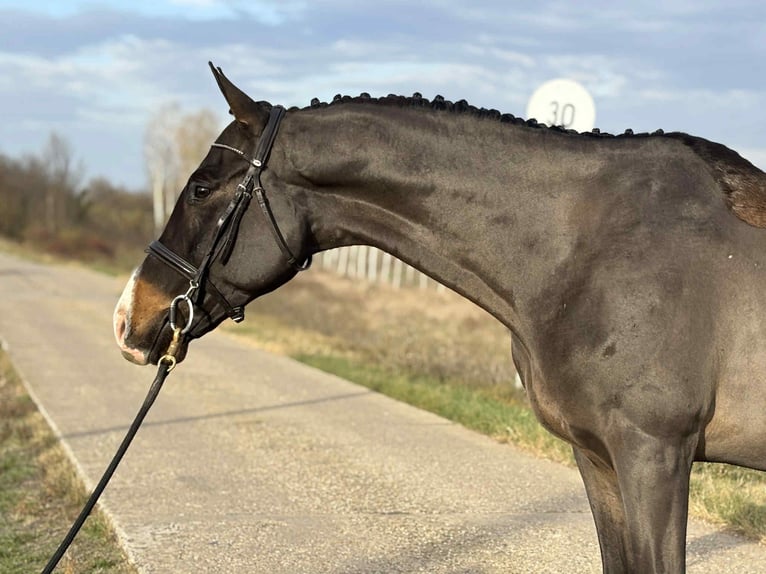 Furioso Wałach 7 lat 171 cm in Szarvas
