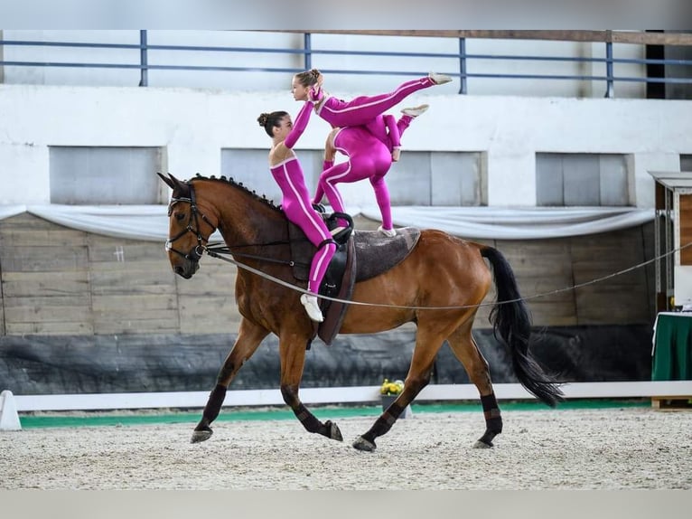 Furioso Wallach 13 Jahre 170 cm Rotbrauner in Košice