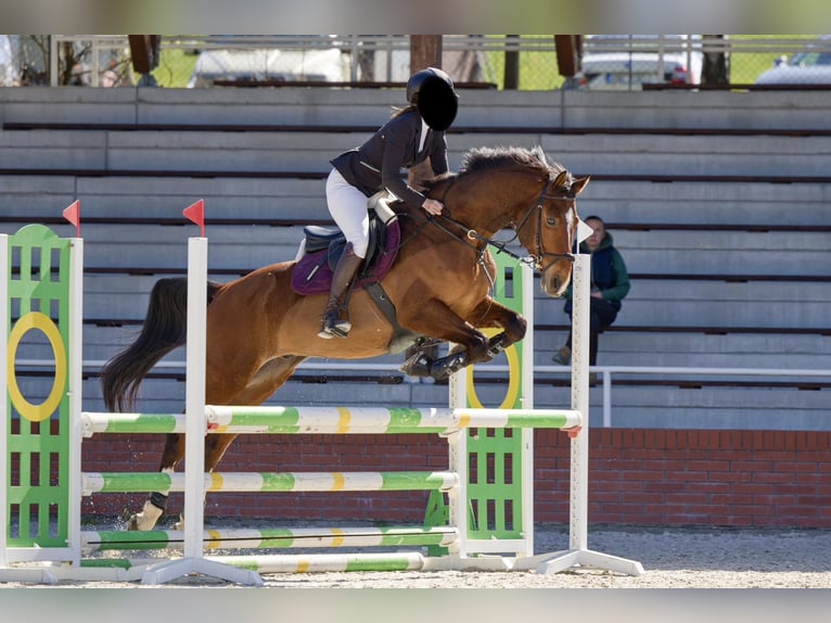 Furioso Wallach 14 Jahre 165 cm Brauner in Witzmannsberg
