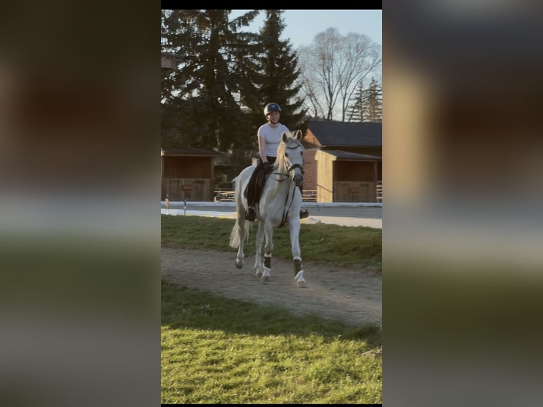 Furioso Wallach 6 Jahre 160 cm Schimmel in Filzmoos