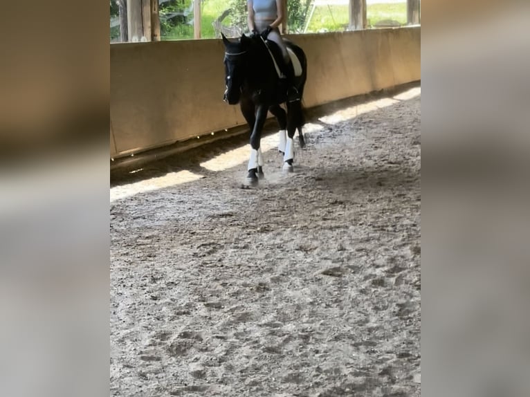 Furioso Wallach 6 Jahre 173 cm Rappe in Biebergem&#xFC;nd